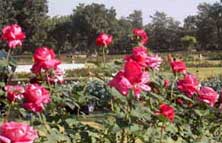 Rose Garden